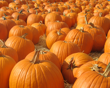 Kids Lake County and Sumter County: Pumpkin Patches - Fun 4 Lake Kids