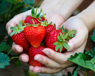 Kids Lake County and Sumter County: Strawberry U-Pick Farms - Fun 4 Lake Kids