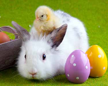 Kids Lake County and Sumter County: Easter Bunny Events - Fun 4 Lake Kids