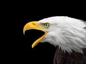 bald-eagle-2715461_150.jpg