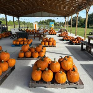 10/03-10/31 Acres of Grace Pumpkin Patch