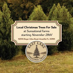Christmas Trees at Sunsational Farms in Umatilla