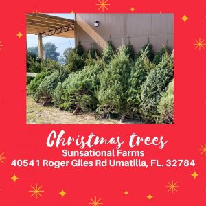 Christmas Trees at Sunsational Farms in Umatilla