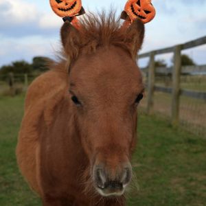10/21 Halloween Trick or Trot at Dreamcatcher Horse Rescue